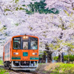 青森の桜スポットを紹介